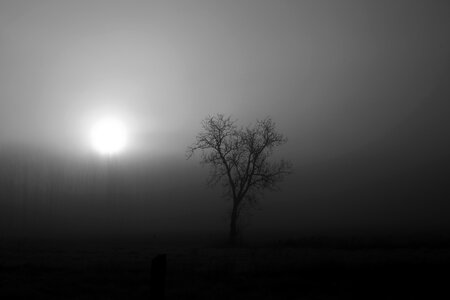 Nature forest landscape mist