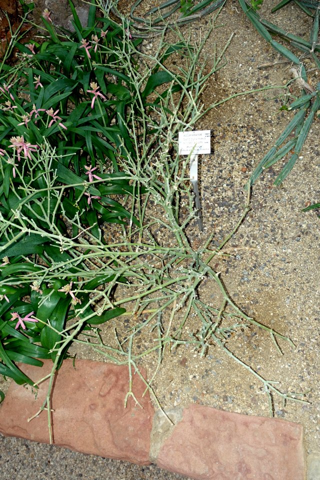 Sarcostemma socotranum - Botanischer Garten - Heidelberg, Germany - DSC01340