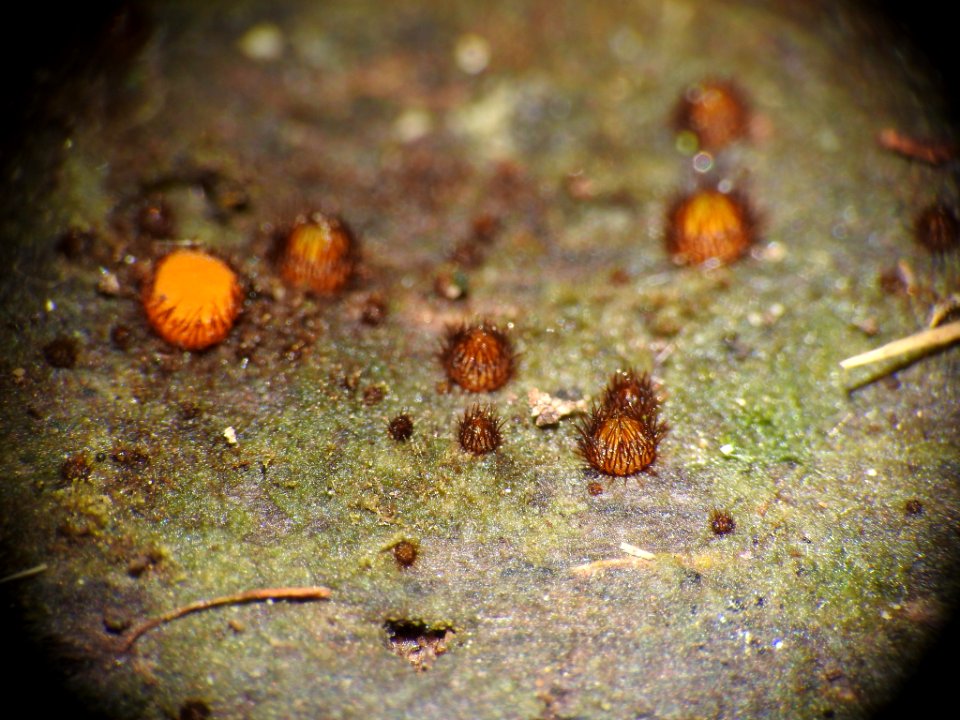Scutellinia setosa 89337625
