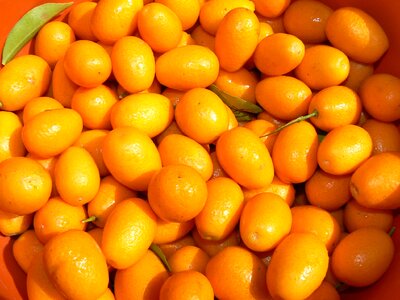 Fruit citrus mature