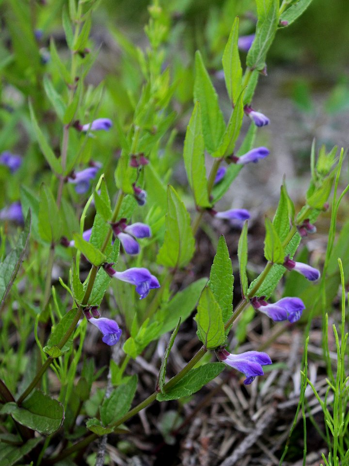 Scutellaria galericulata Kemi, Finland 15.07.2013