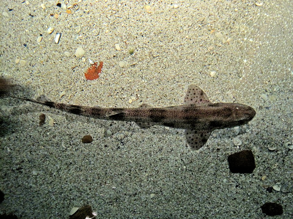 Scyliorhinus canicula (Small-spotted catshark or dogfish), Ecomare, Texel, the Netherlands