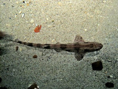 Scyliorhinus canicula (Small-spotted catshark or dogfish), Ecomare, Texel, the Netherlands