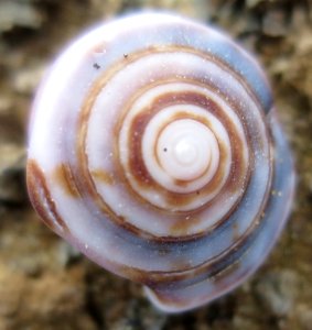 Seashell of the Galápagos X
