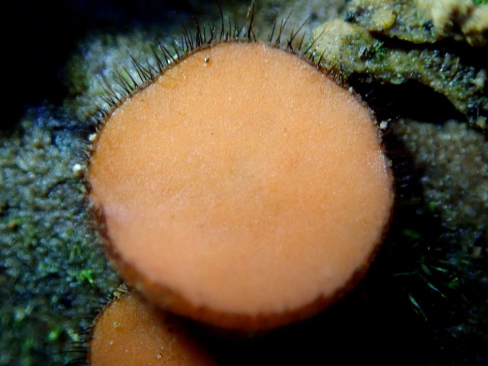 Scutellinia scutellata 26948961