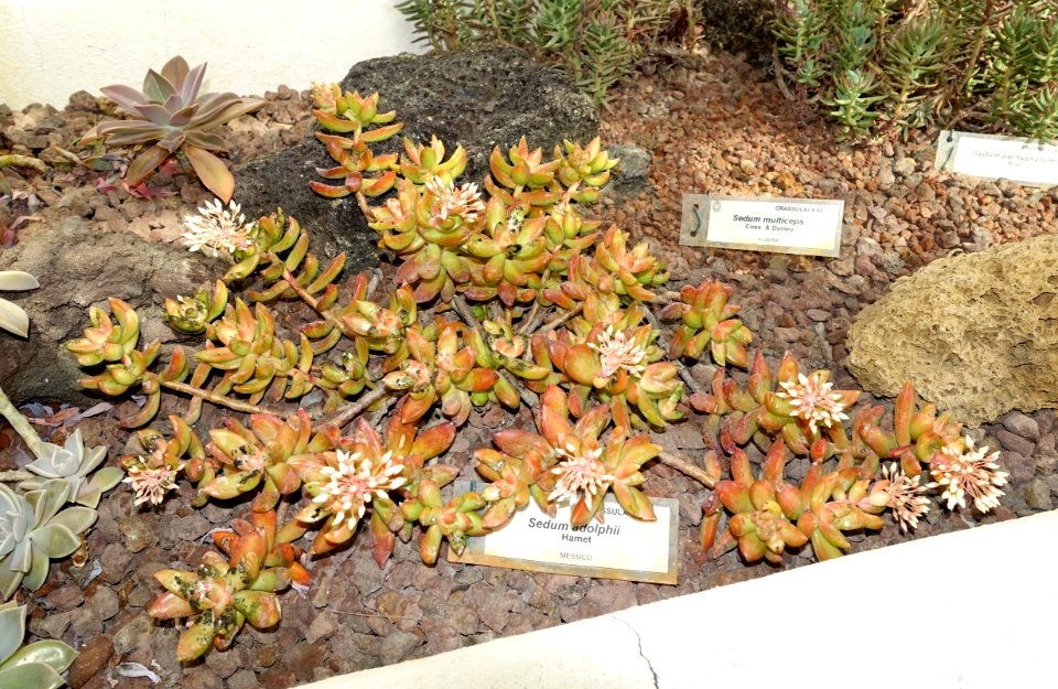 Sedum adolphii - Orto botanico - Rome, Italy - DSC00001