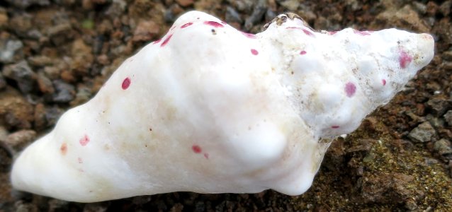 Seashell of the Galápagos VI