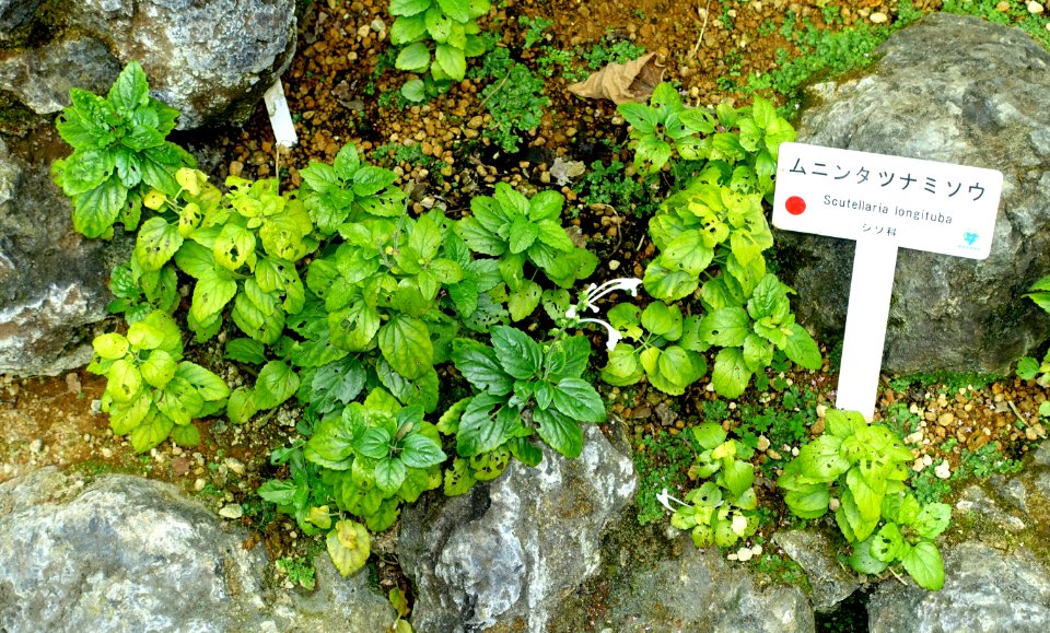 Scutellaria longituba - Shinjuku Gyo-en Greenhouse - Tokyo, Japan - DSC05909
