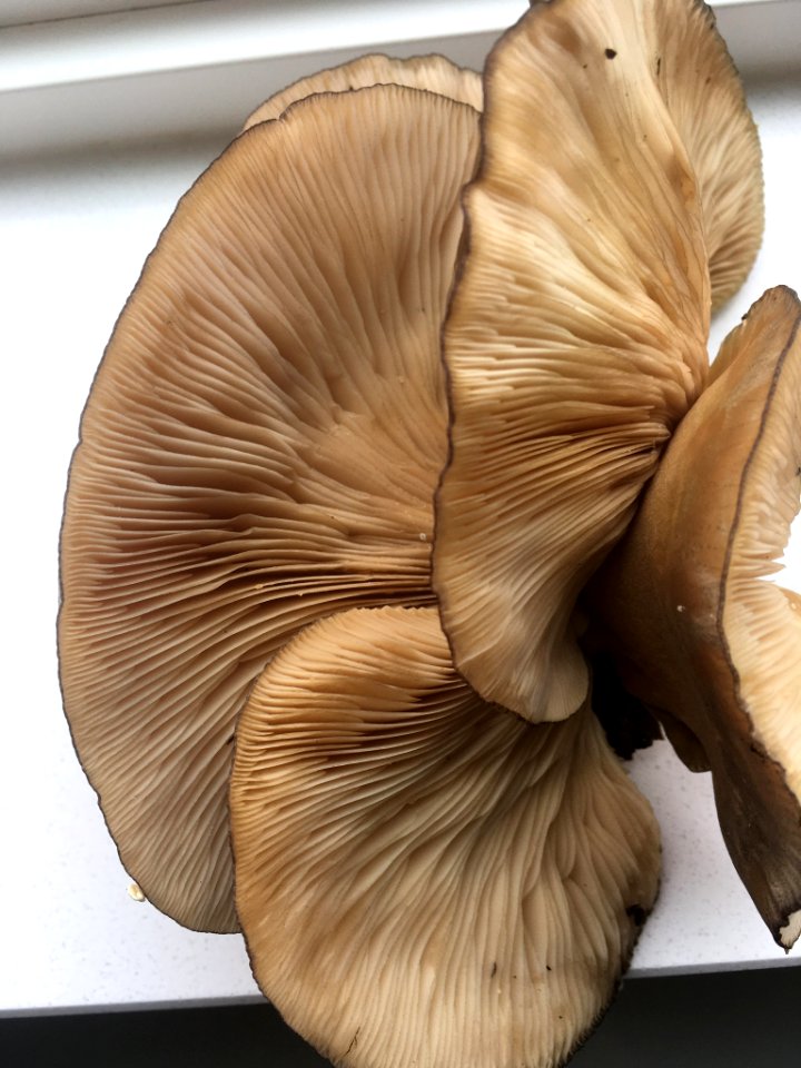 Sarcomyxa serotina 98012461