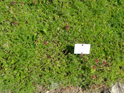 Scutellaria orientalis - Botanischer Garten, Frankfurt am Main - DSC02647