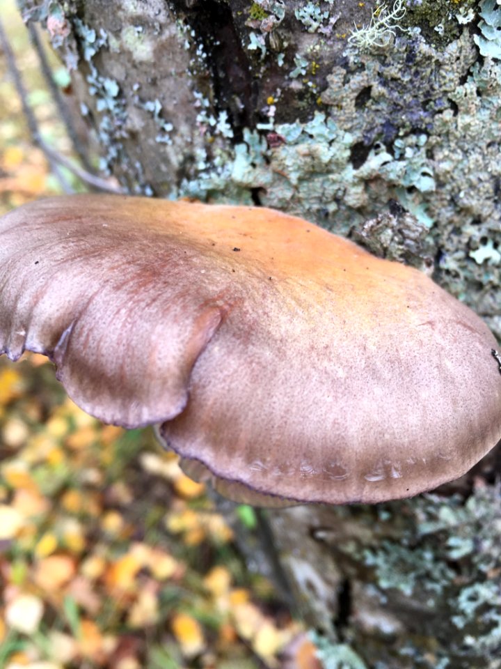 Sarcomyxa serotina 98012473