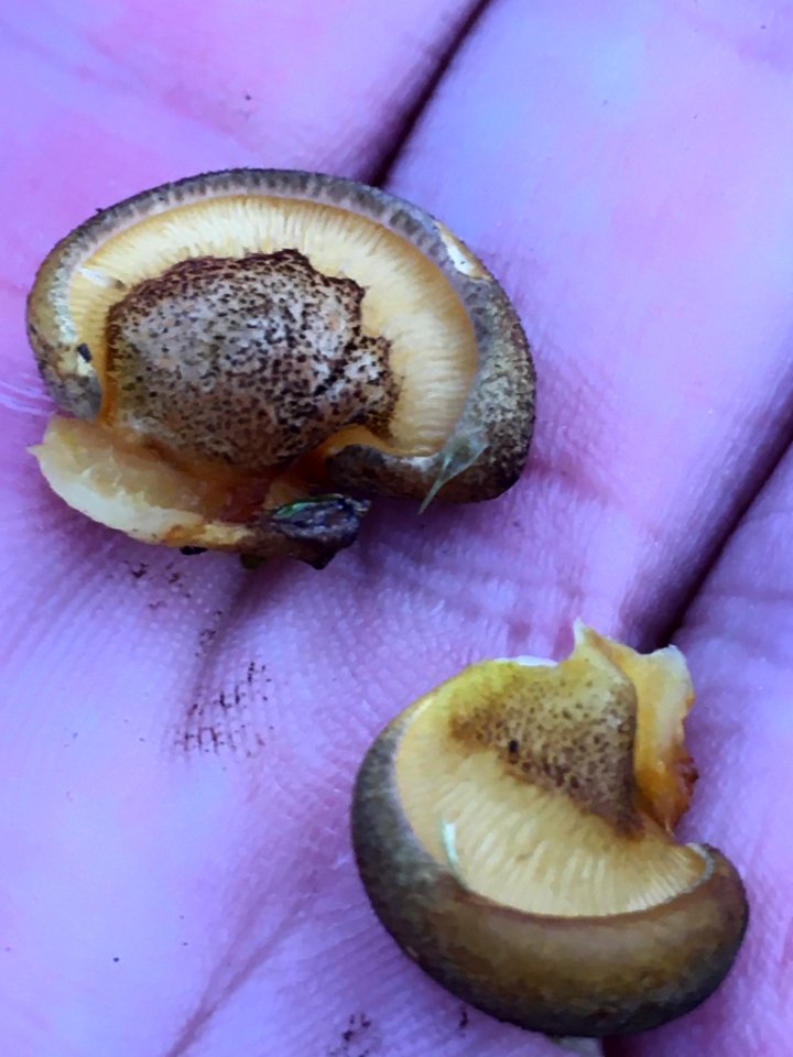 Sarcomyxa serotina 104466335