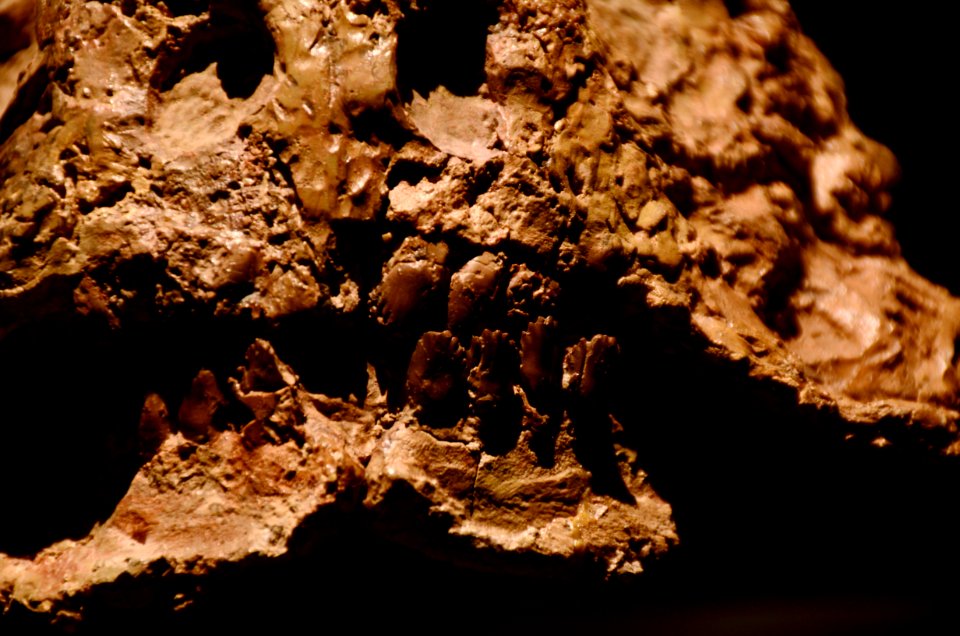 Scutosaurus Musée des Confluences 18102015 3