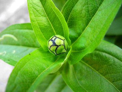 Foliage green plant