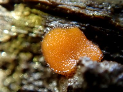 Scutellinia scutellata 26628708