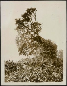 Searching for bodies, Bestanddeelnr 158-2586