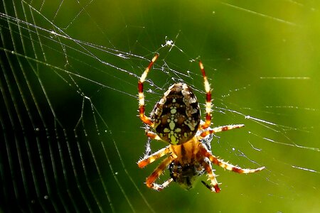 Araneus spider webs close up