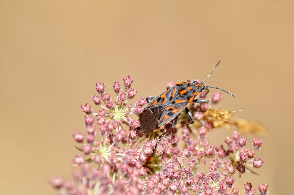Bug flora flowers