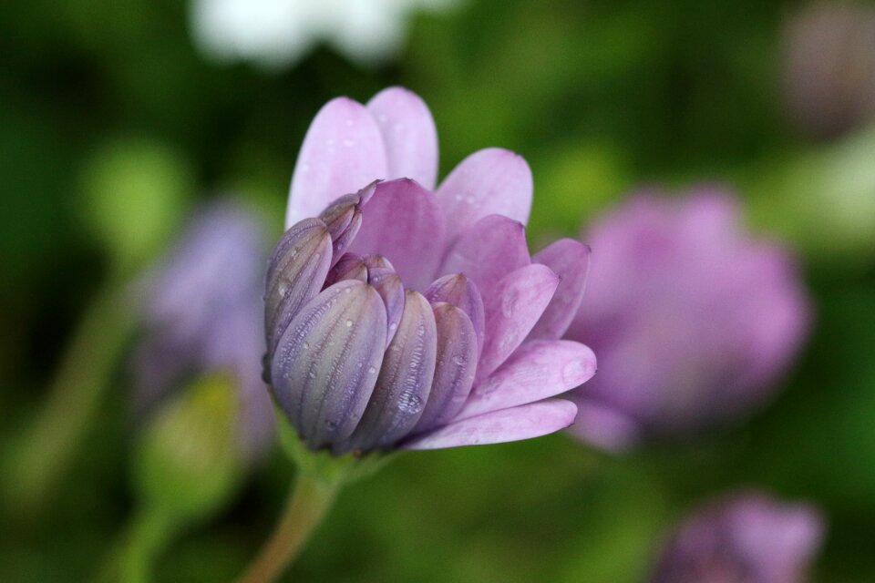 Plant nature flowers