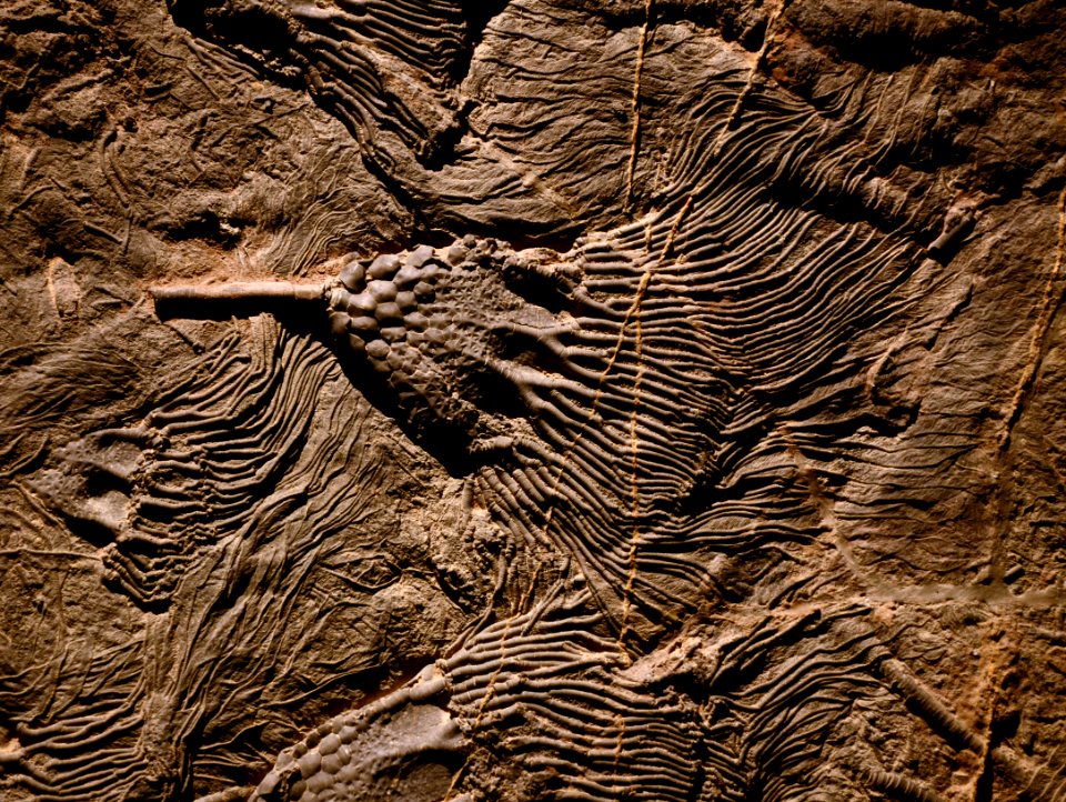Scyphocrinites elegans Musée des Confluences 18102015 2