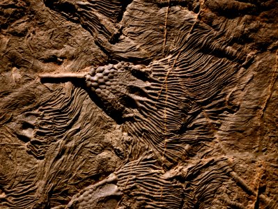 Scyphocrinites elegans Musée des Confluences 18102015 2