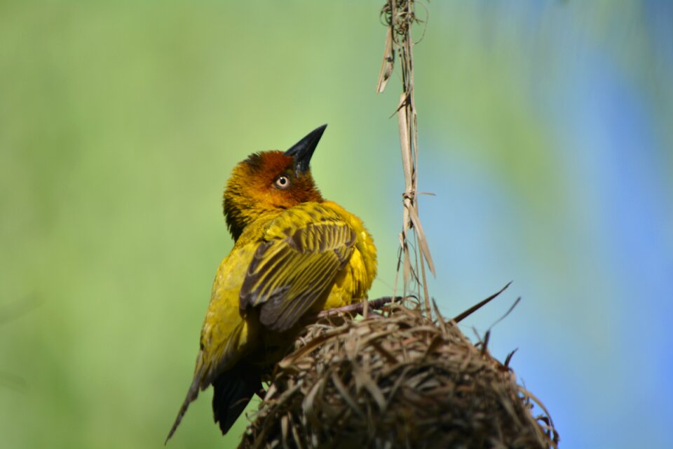 Bird nest nature feathered