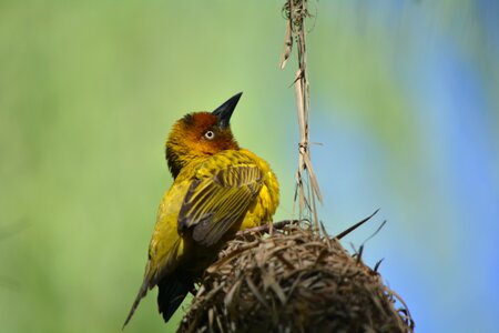Bird nest nature feathered
