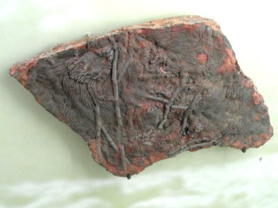 Scyphocrinites elegans - Naturmuseum Freiburg - DSC06757