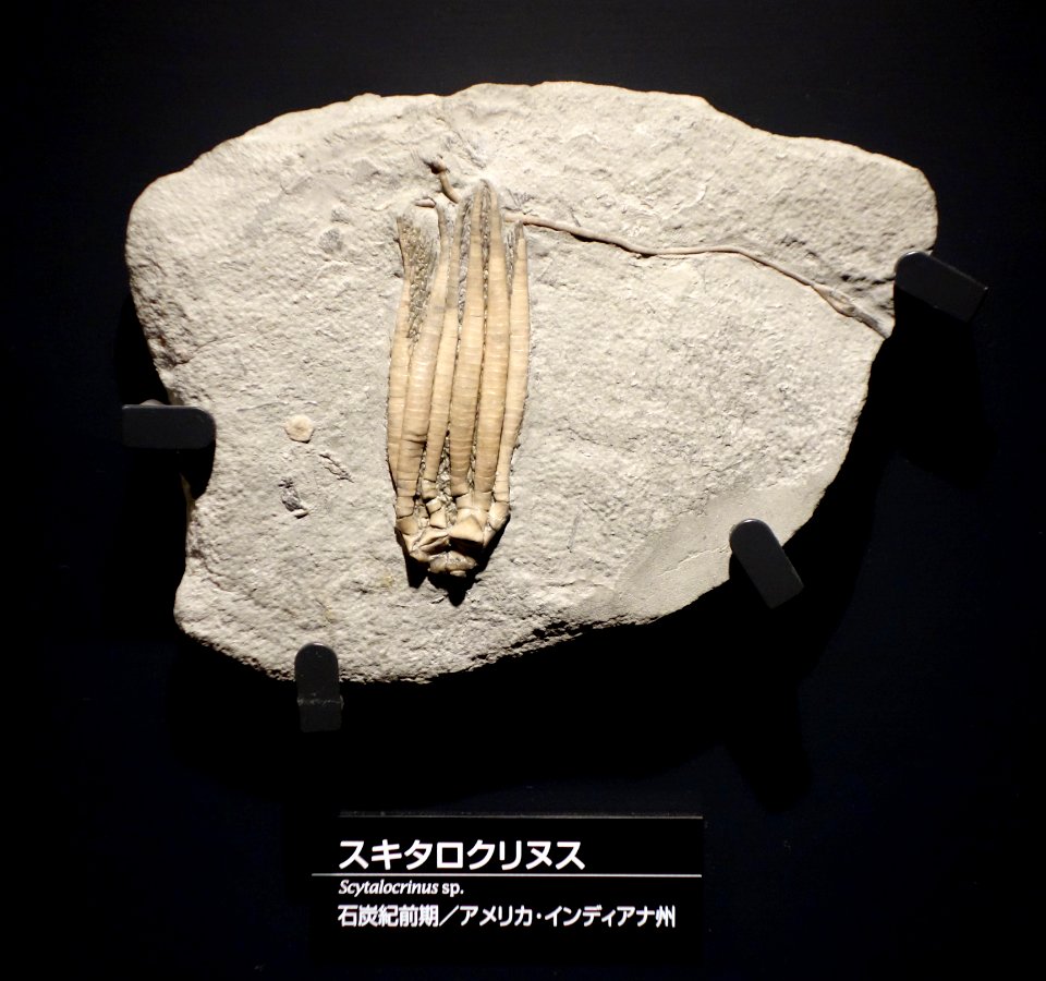 Scytalocrinus sp. - National Museum of Nature and Science, Tokyo - DSC07700