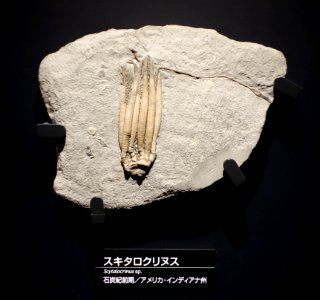Scytalocrinus sp. - National Museum of Nature and Science, Tokyo - DSC07700