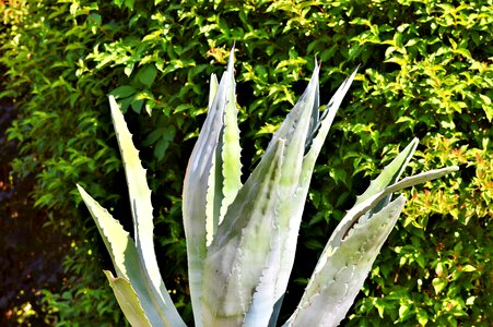 Prickly desert cactus thorns photo