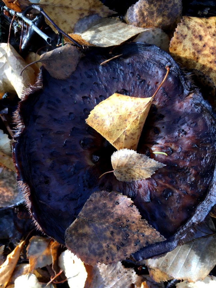 Sarcodon imbricatus 100470175