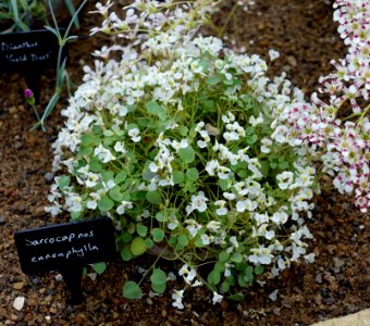 Sarcocapnos enneaphylla - RHS Garden Harlow Carr - North Yorkshire, England - DSC01503