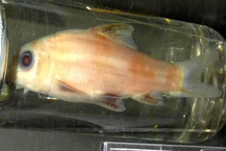 Sarcocheilichthys sinensis