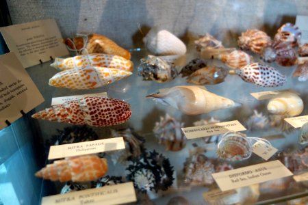 Seashells - Joseph Allen Skinner Museum - DSC07807