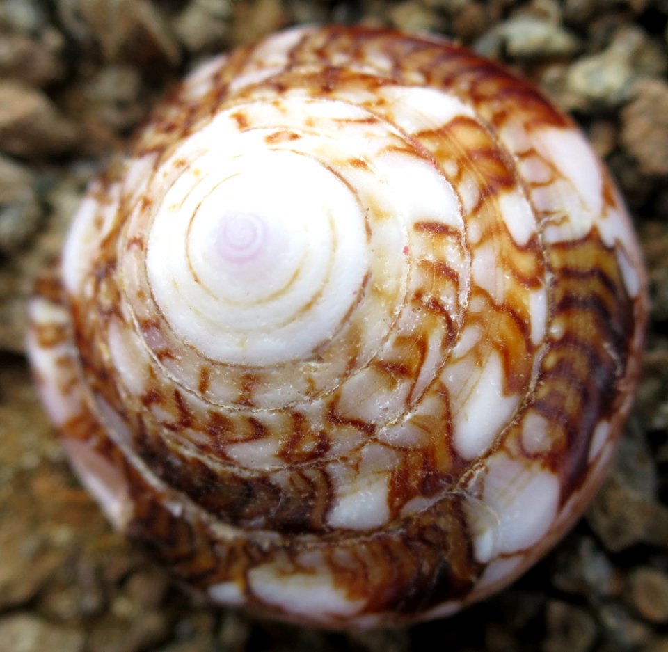 Seashell of the Galápagos VIII