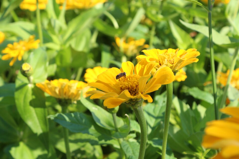Flowers bee cornflower