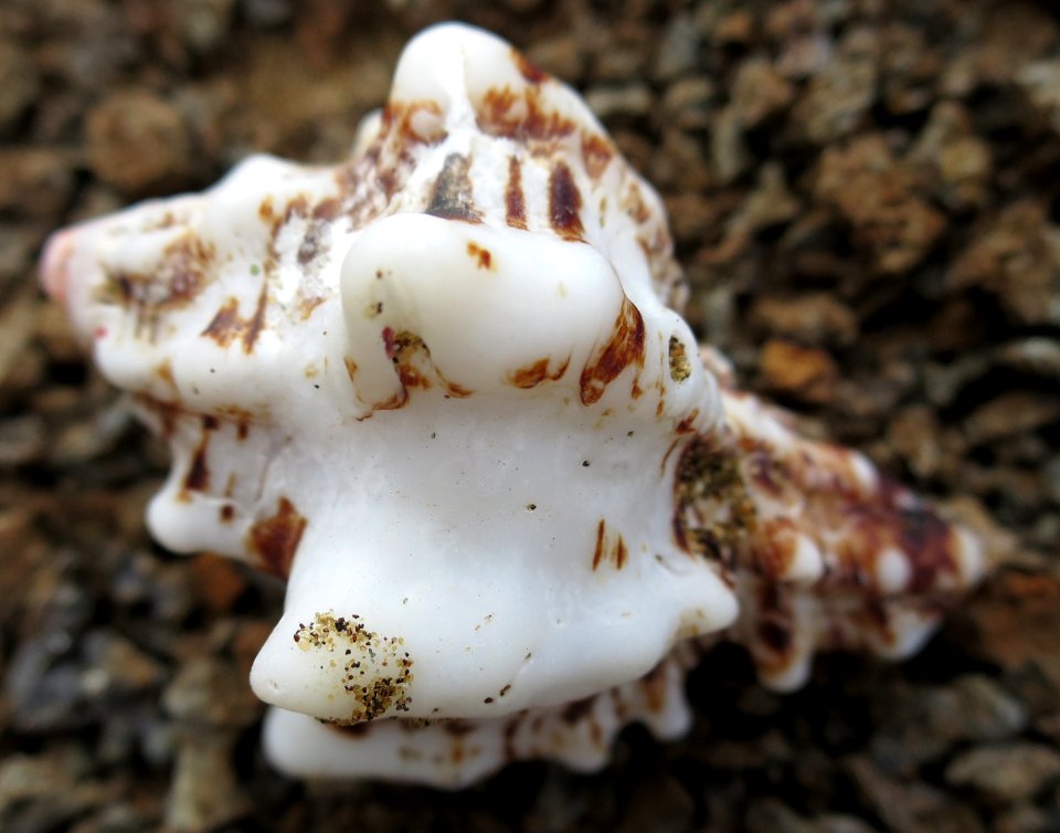 Seashell of the Galápagos I