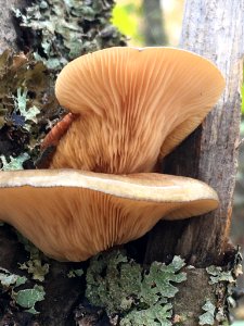 Sarcomyxa serotina 98012519
