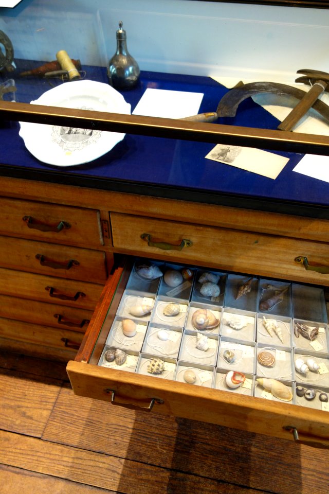Seashell collection - Joseph Allen Skinner Museum - DSC07861