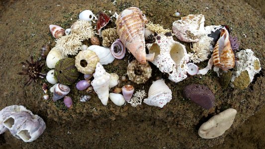 Seashells and coral of the Galápagos