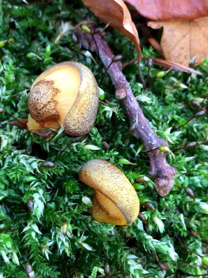 Sarcomyxa serotina 104466306