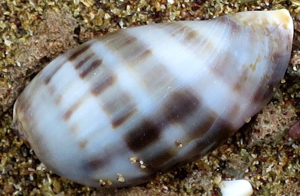 Seashell of the Galápagos III