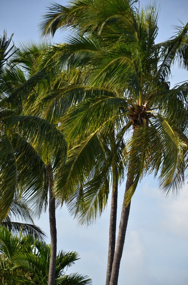 Tropical trees landscape