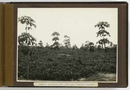Sarang Giting Nieuwe Aanplant van 1920 met Ceylon Grass, Bestanddeelnr 804 19