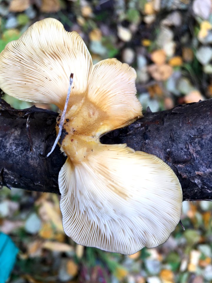 Sarcomyxa serotina 98495672