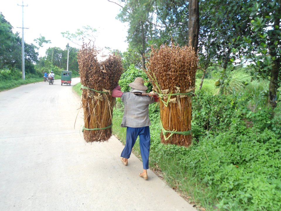 Seame plants being carried - 01