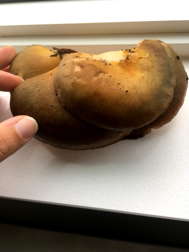 Sarcomyxa serotina 98012499
