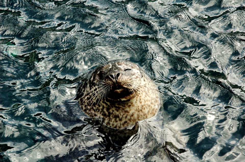 Seal-Oceanopolis-20060521-005