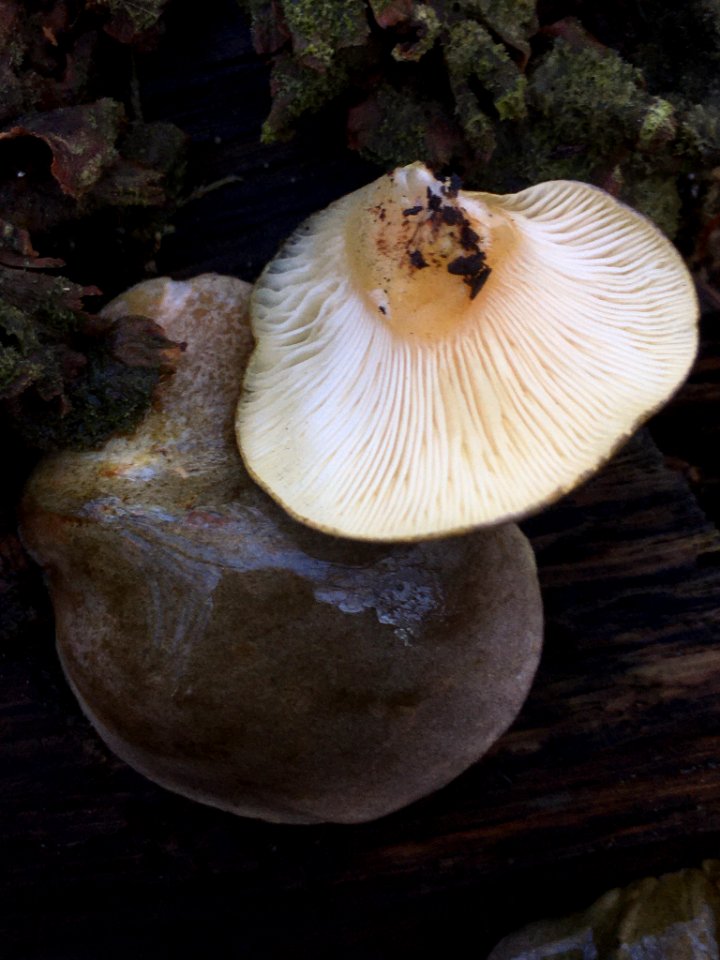 Sarcomyxa serotina 107721515